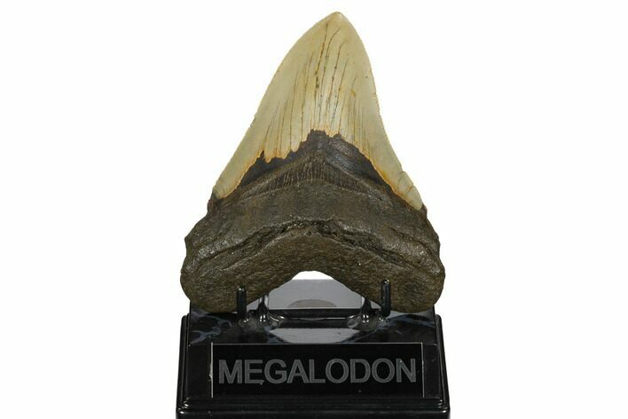 Serrated, Fossil Megalodon Tooth - North Carolina #172622